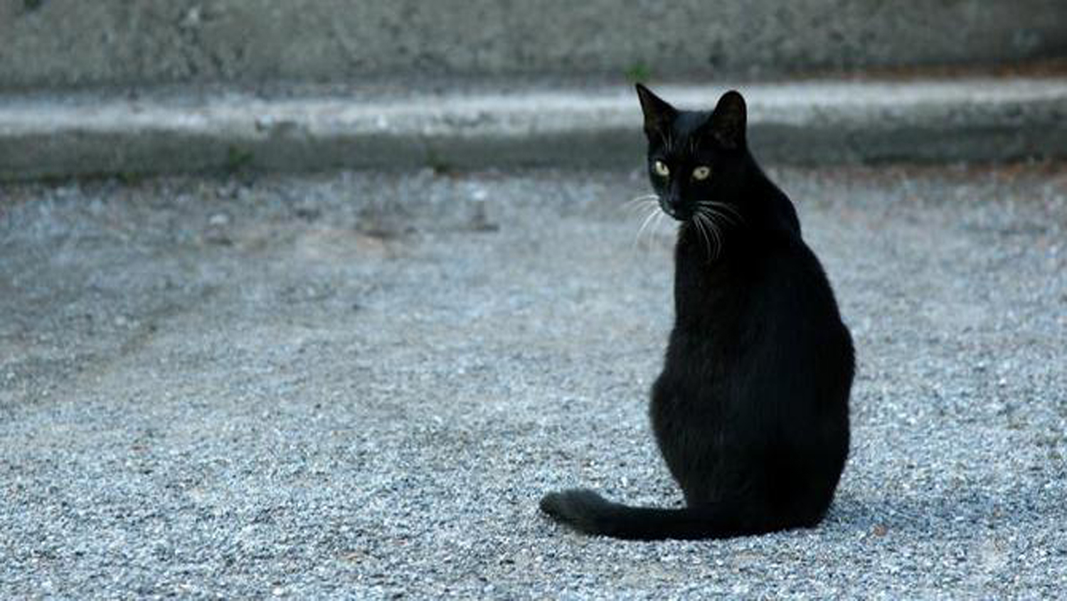  Mitos Kucing Hitam  Jelmaan Iblis benarkah 8DETIK