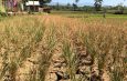 Syahrul Yasin Limpo: Potensi Gagal Panen Akibat El Nino Menjadi Tantangan Serius