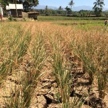 Syahrul Yasin Limpo: Potensi Gagal Panen Akibat El Nino Menjadi Tantangan Serius